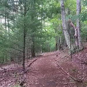 forest path